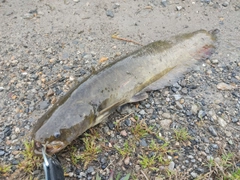 ナマズの釣果