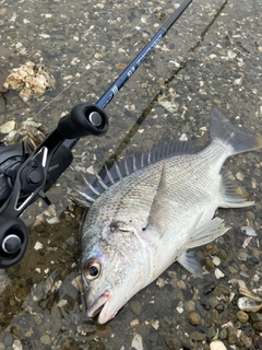 キビレの釣果