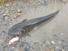 ナマズの釣果