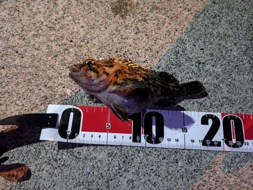 オウゴンムラソイの釣果