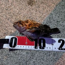 オウゴンムラソイ