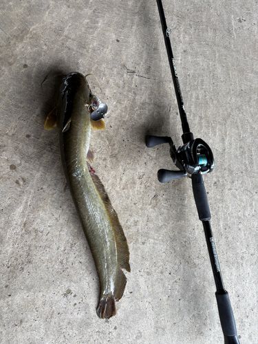 マナマズの釣果