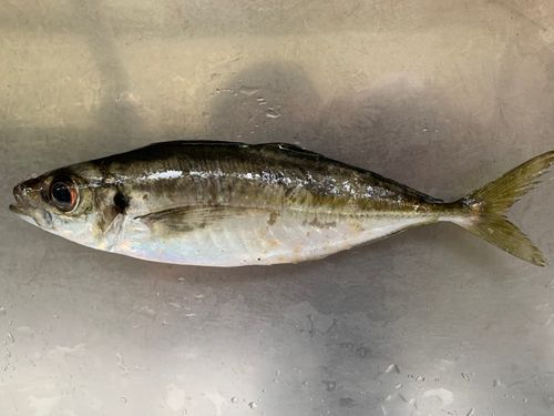 マアジの釣果