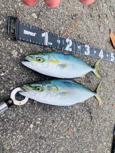 ツバスの釣果