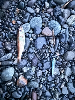ムツの釣果