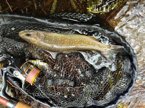 イワナの釣果