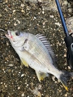 キビレの釣果