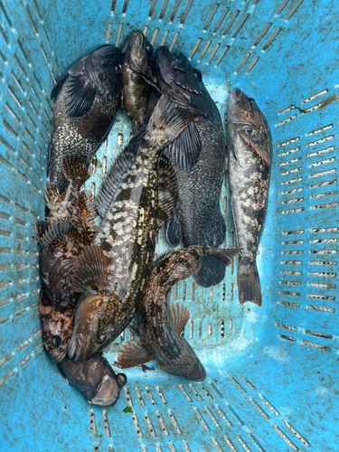 アイナメの釣果