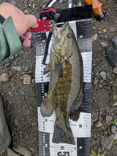 スモールマウスバスの釣果