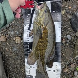 スモールマウスバス