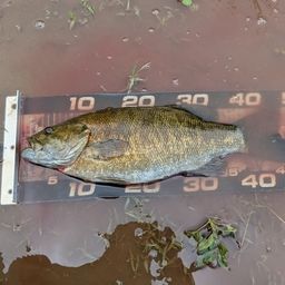 スモールマウスバス