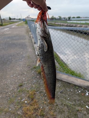 ナマズの釣果