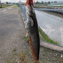 ナマズ