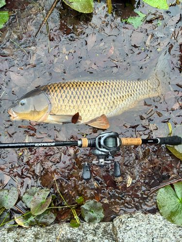コイの釣果