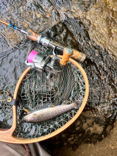 ヤマメの釣果