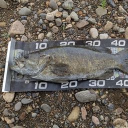 スモールマウスバス