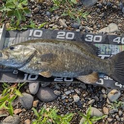 スモールマウスバス