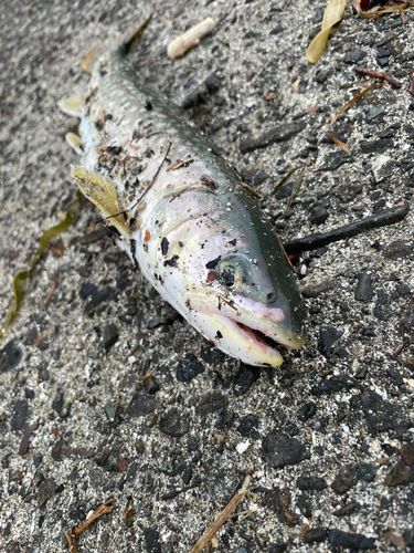 アメマスの釣果