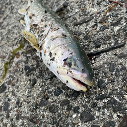 アメマス