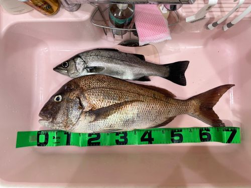 マダイの釣果