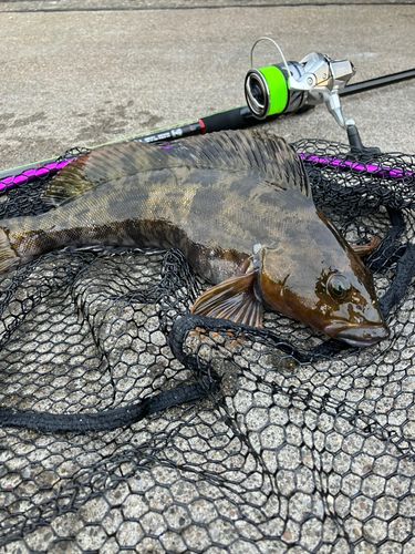 アイナメの釣果