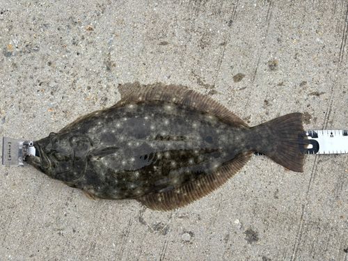 ヒラメの釣果