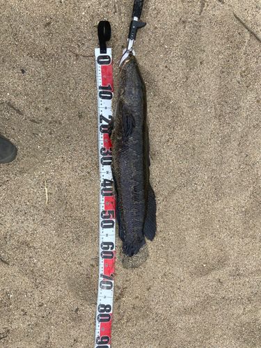 ライギョの釣果