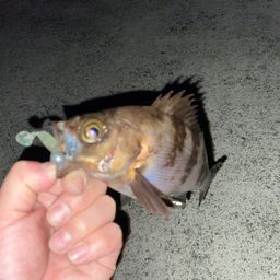 メバル