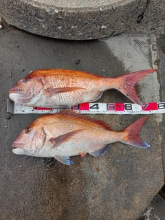 マダイの釣果