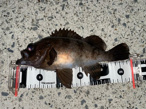 メバルの釣果