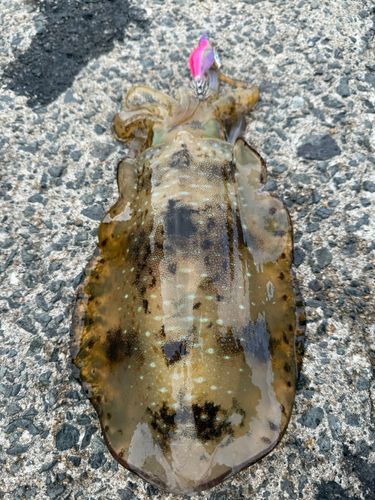 アオリイカの釣果