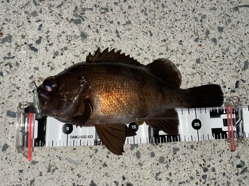 メバルの釣果