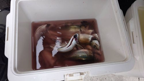 アジの釣果