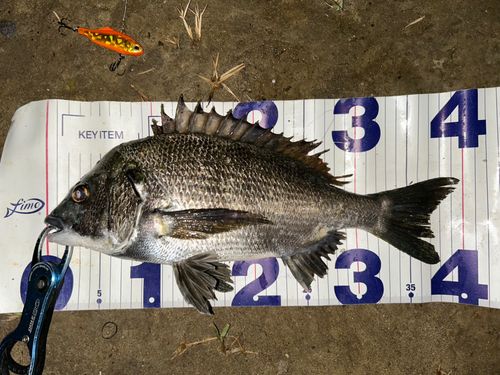クロダイの釣果