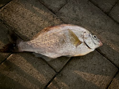 ウミタナゴの釣果
