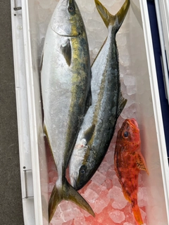 ヒラマサの釣果