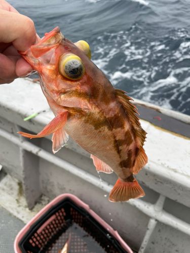 オキメバルの釣果