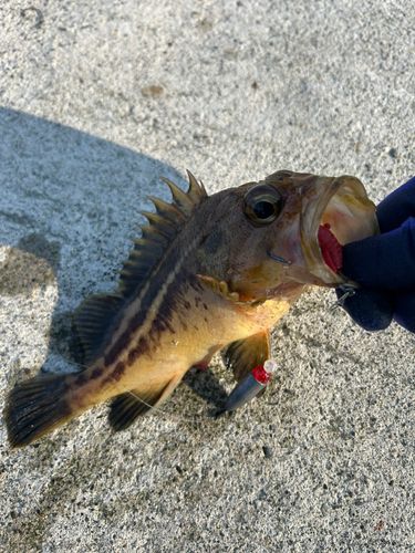 シマゾイの釣果