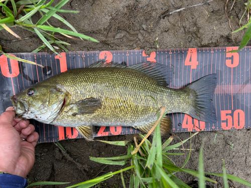 スモールマウスバスの釣果