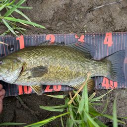 スモールマウスバス