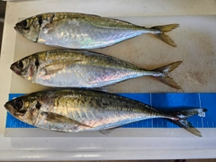 アジの釣果