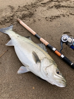 フッコ（マルスズキ）の釣果