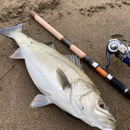 フッコ（マルスズキ）