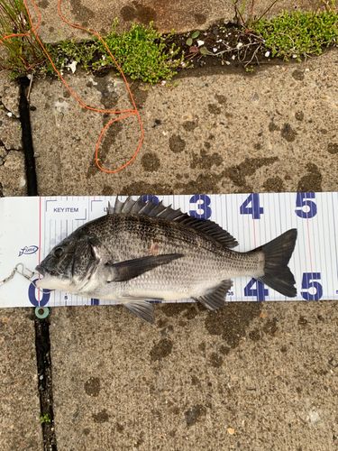 チヌの釣果