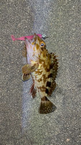 メバルの釣果