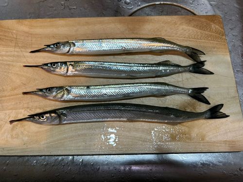 サヨリの釣果
