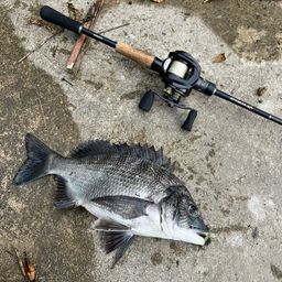 クロダイ