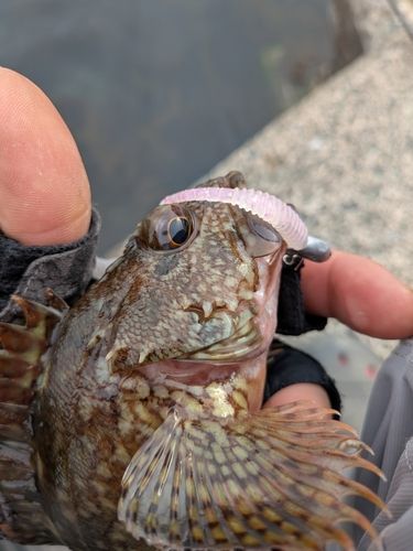 釣果