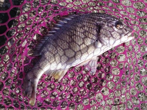キビレの釣果