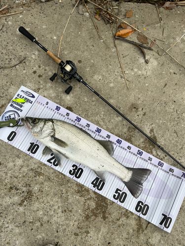 ヒラスズキの釣果